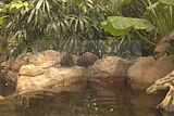 leipzig zoo-01_07_2011_gondwanaland_152